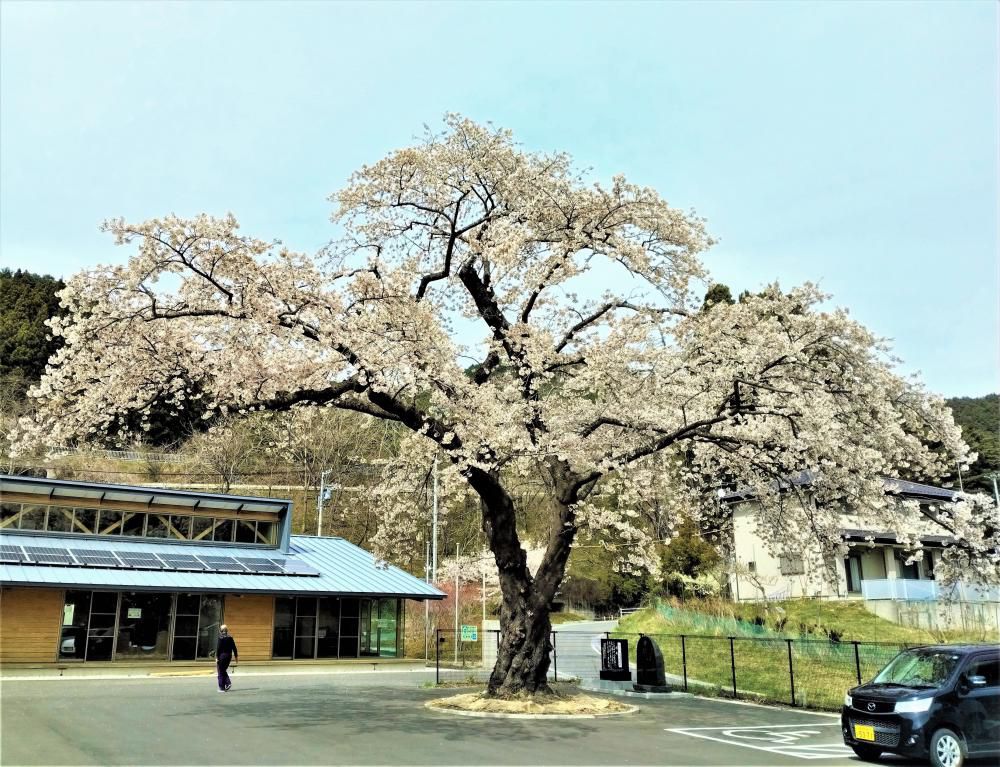 “震災”桜…安渡の一本桜に会ってきた～そして、不思議な邂逅へ
