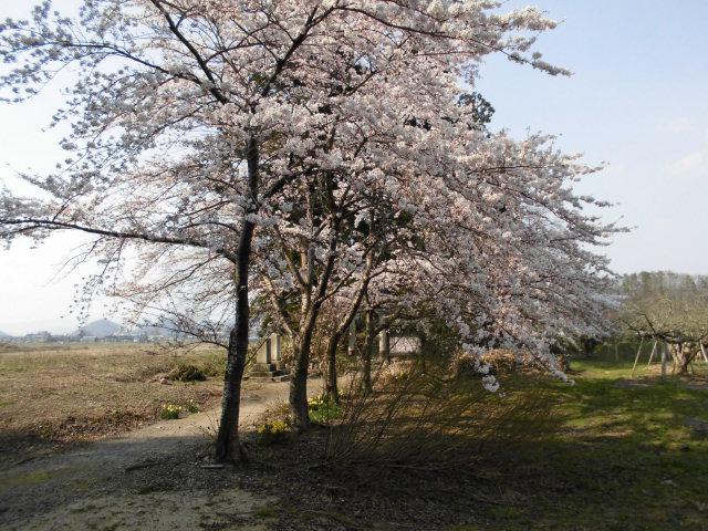 ★。★猫の宮の桜が満開になります・・・美蔵