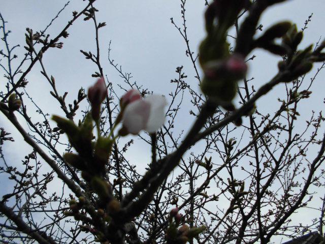 ★。★本日、桜が開花いたしまいた・・・美蔵