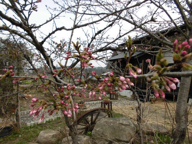 ★。★本日、桜が開花いたしまいた・・・美蔵
