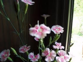 ★。★窓辺の花・・・美蔵