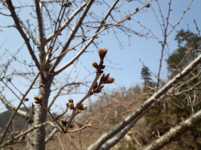 ★。★だいぶ桜も大きくなっております・・・美蔵