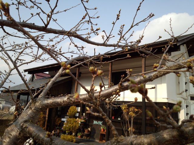 ★。★昨日、今日の暖かさで“桜”が・・・美蔵