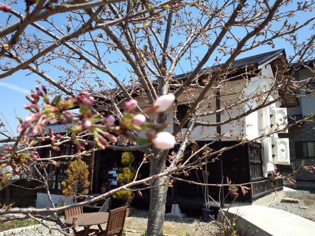 ★。★美蔵の桜はまだまだかな？