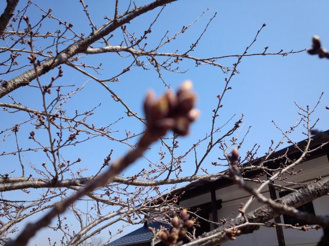 ★。★今週の桜は・・・美蔵