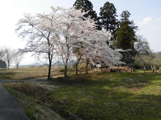 ★。★猫の宮の桜が満開になります・・・美蔵