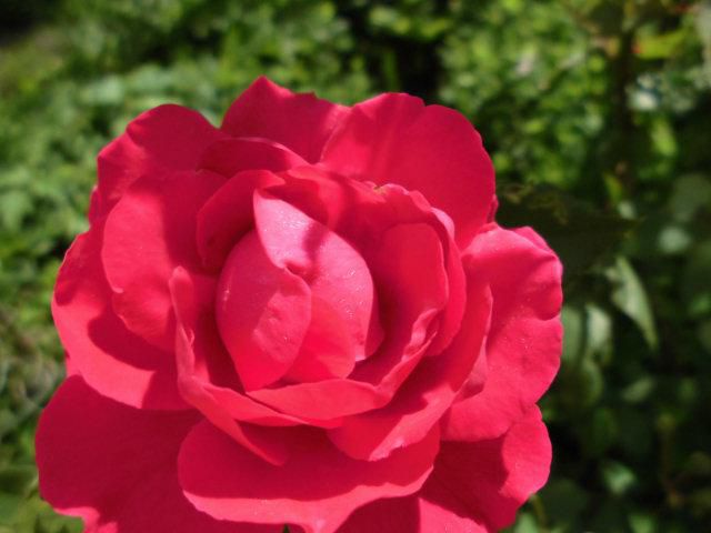 ★。★真っ赤なバラが咲きました・・・美蔵