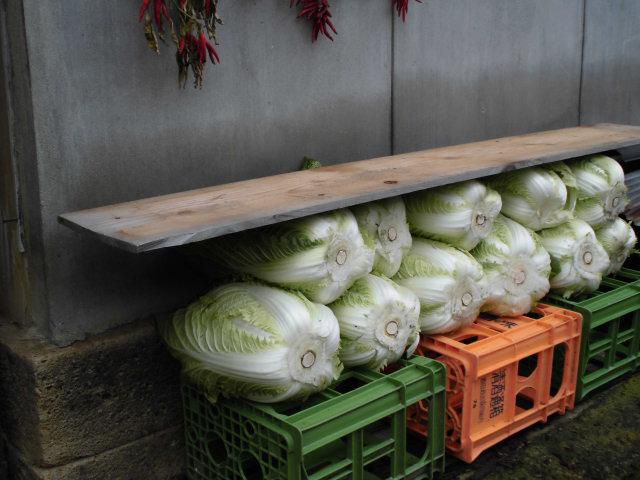 ★。★今年は、ビックな野菜が収穫！！・・・美蔵