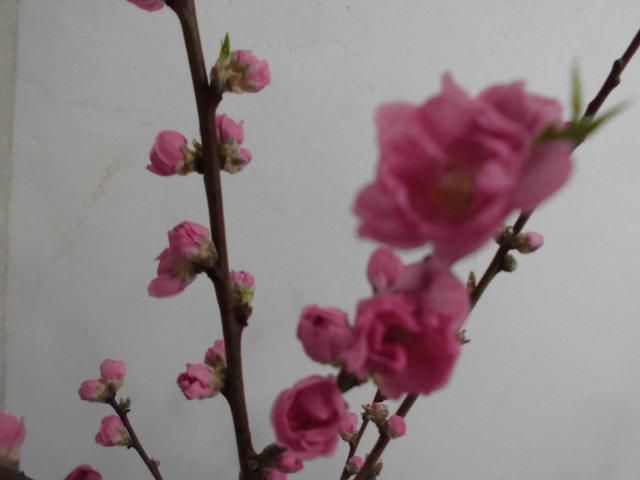★。★今日は、桃の花が満開になりました・・・美蔵