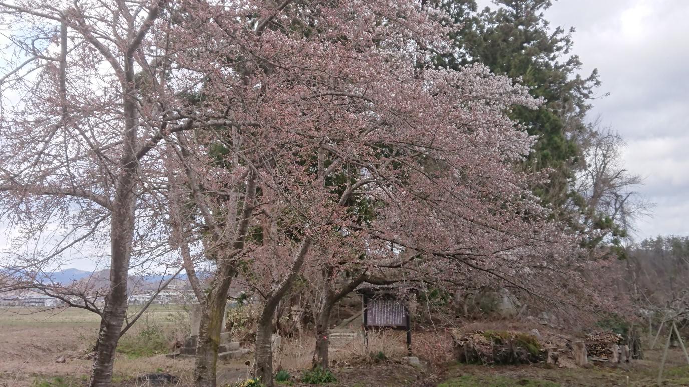★。★犬の宮・猫の宮の桜は・・・美蔵