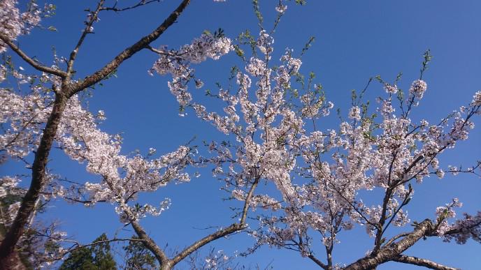 ★。★真っ青な空に桜・・・美蔵