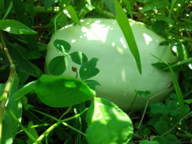 ★。★はつ収穫しました・・・美蔵