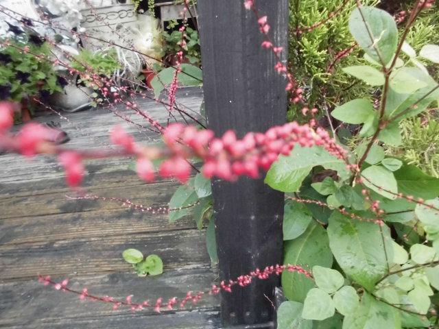 ★。★「みずひき」の花です・・・美蔵