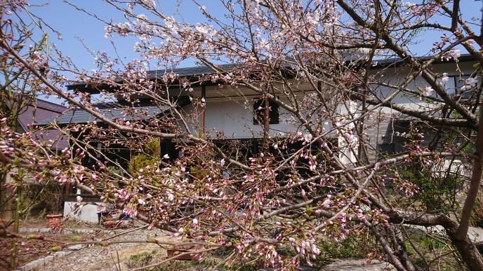 ★。★今日の店内から見る5分咲きです・・・美蔵