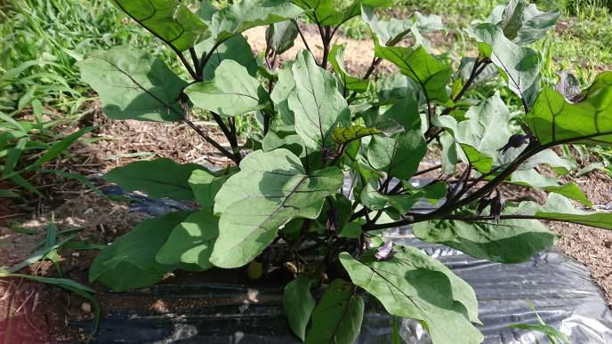 ★。★今年のはつもの・・・美蔵