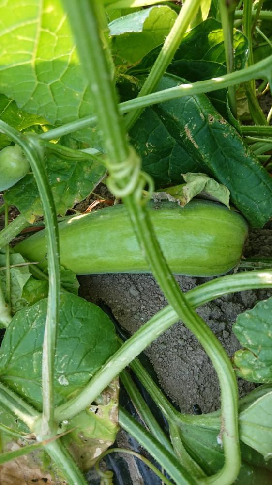 ★。★今日の【漬物】は・・・美蔵