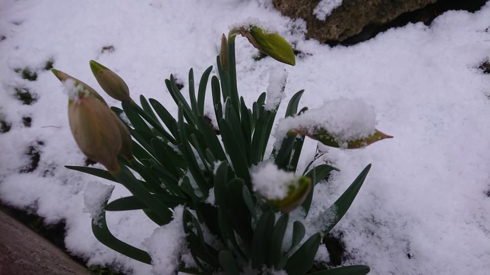 ★。★4月最初の営業日は雪から始まり・・・美蔵