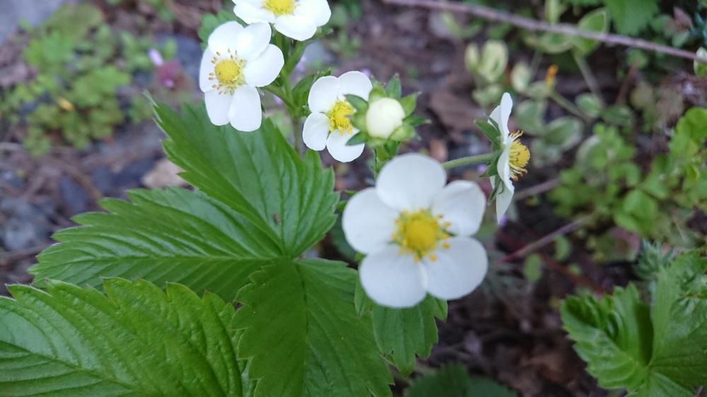 ★。★今は【ワイルドストロベリー】の花が咲いております・・・美蔵