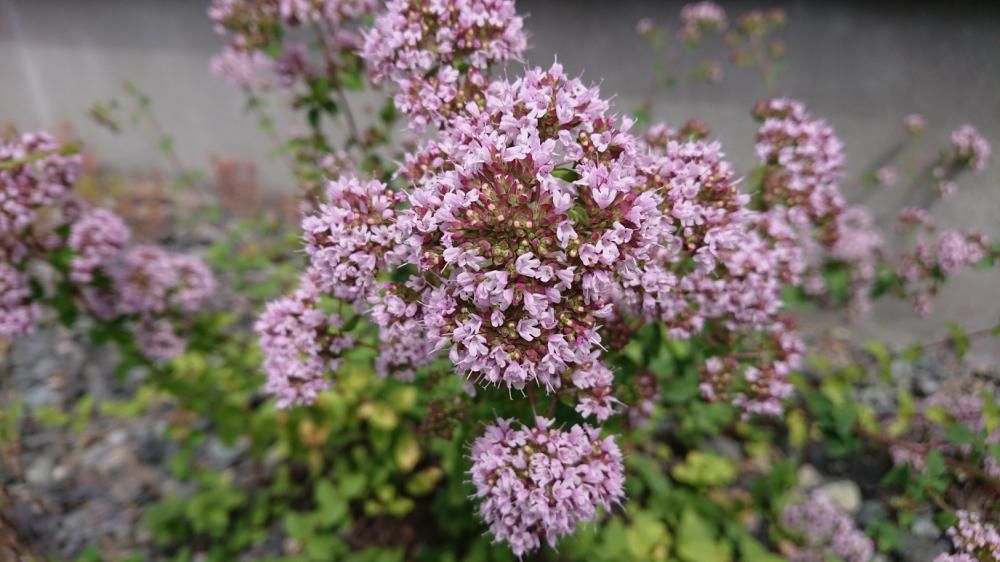 ★。★[オレガノ」の花が咲いてきました・・・美蔵