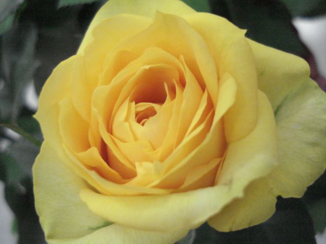 ステキな黄色いバラ☆