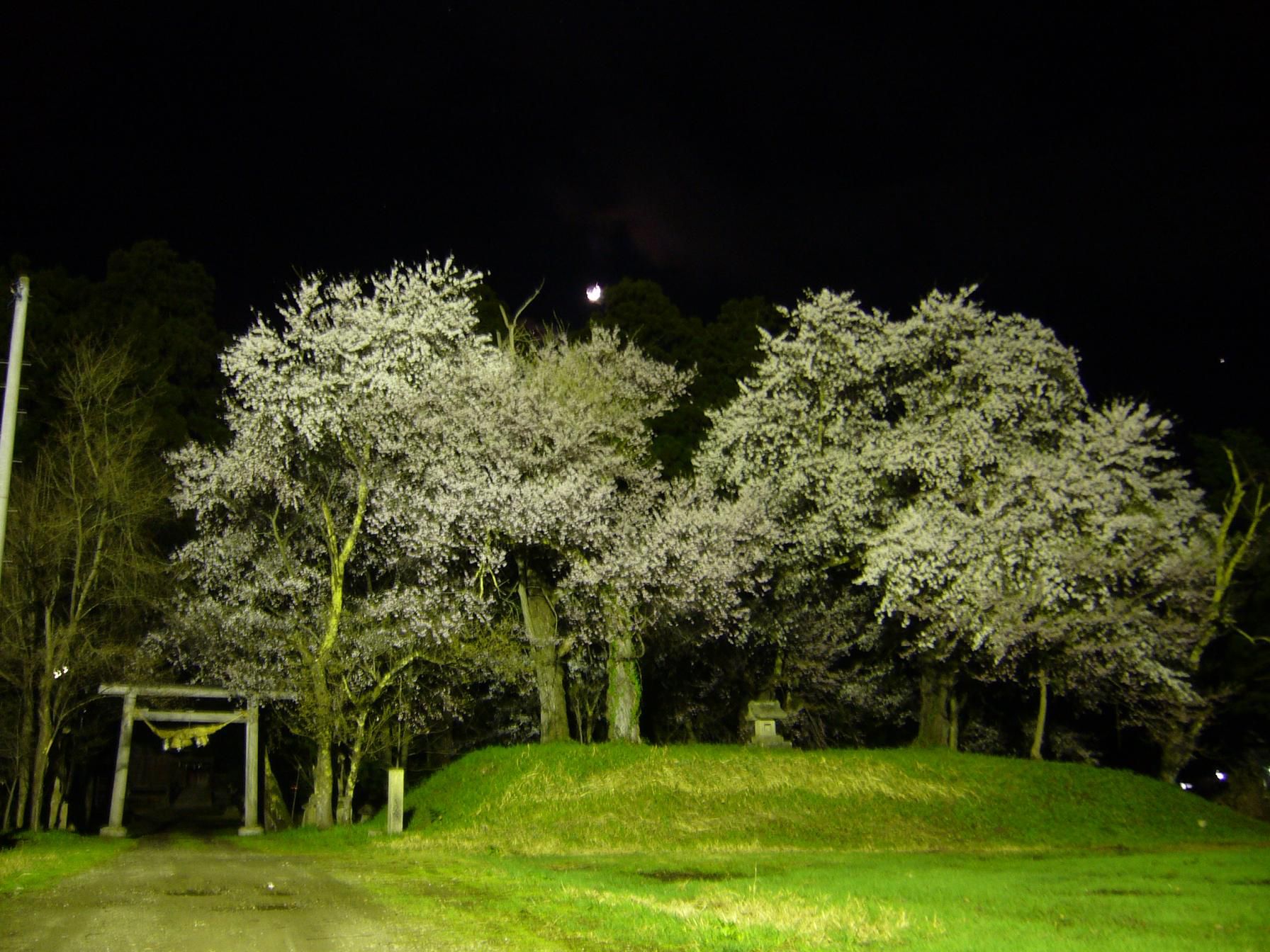 川西町の夜桜「新山公園」