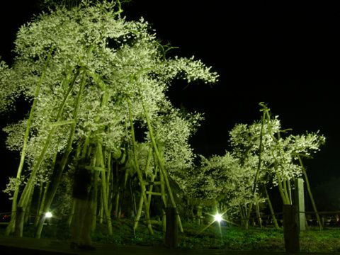 久保桜情報【最終版（夜桜）】