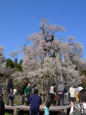 久保桜情報【まだまだ見頃】