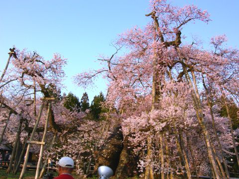 久保桜情報【５月２日】