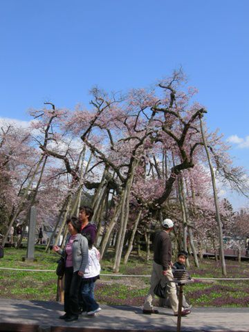 久保桜情報【５月１日】