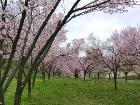二重坂の桜