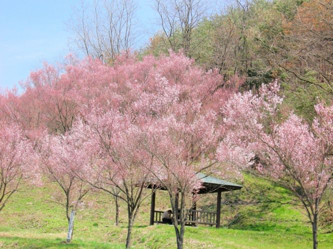 二重坂の桜情報