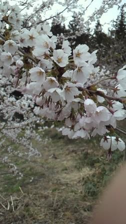 九里学園の山の桜がきれいに咲きました！