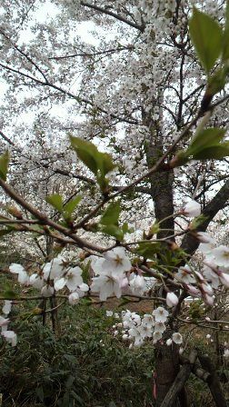 今年も学校山の桜がきれいに咲きました！