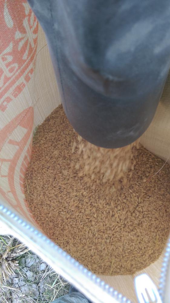自然乾燥米の脱穀しました！