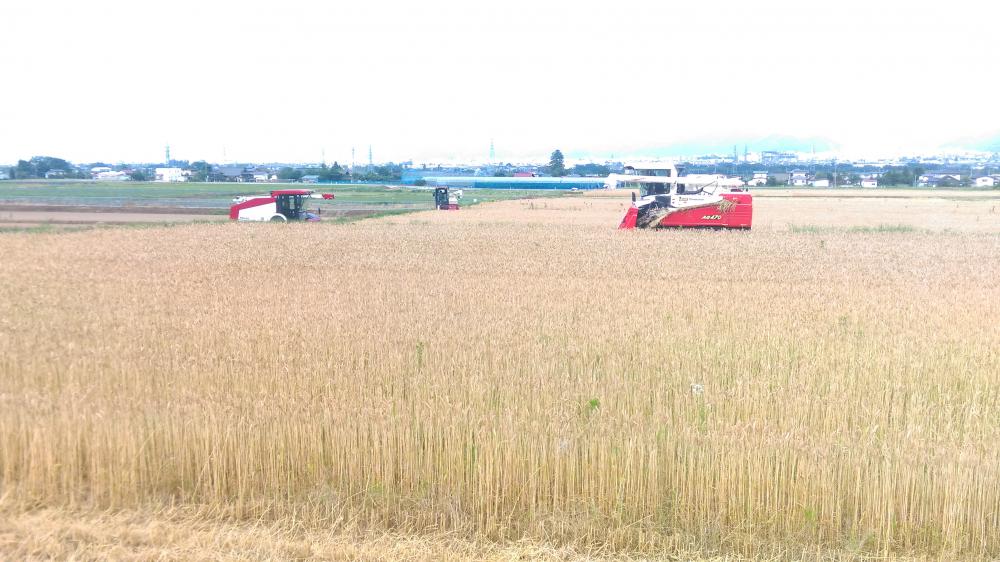 中耕機整備と小麦