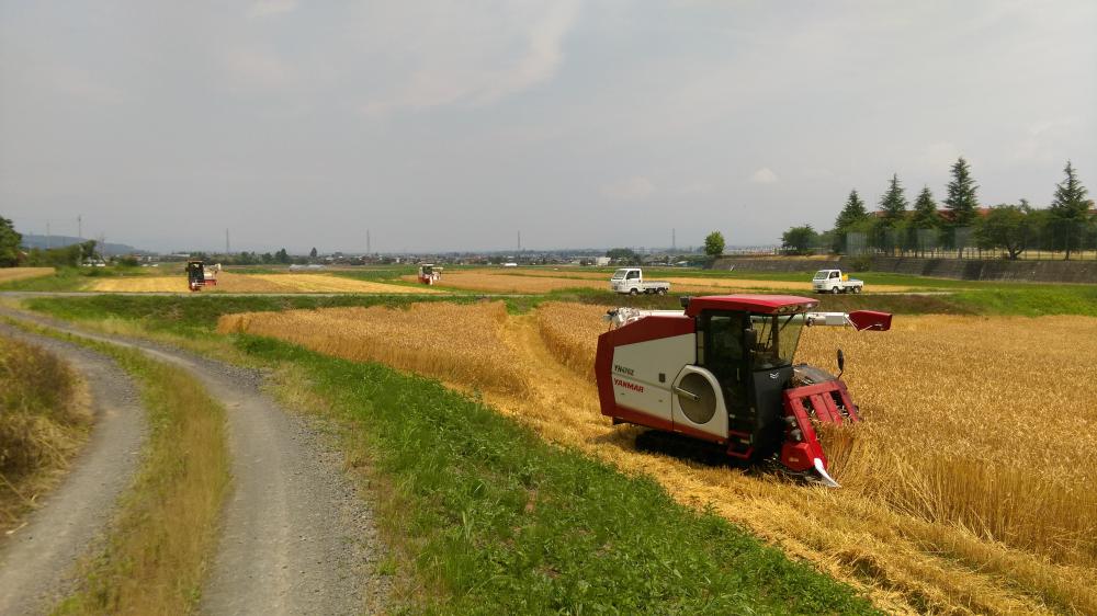 中耕機整備と小麦