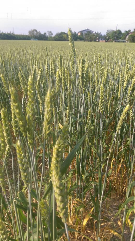 小麦収穫約1ヵ月前Σｂ( ｀・ω・´)ｸﾞｯ