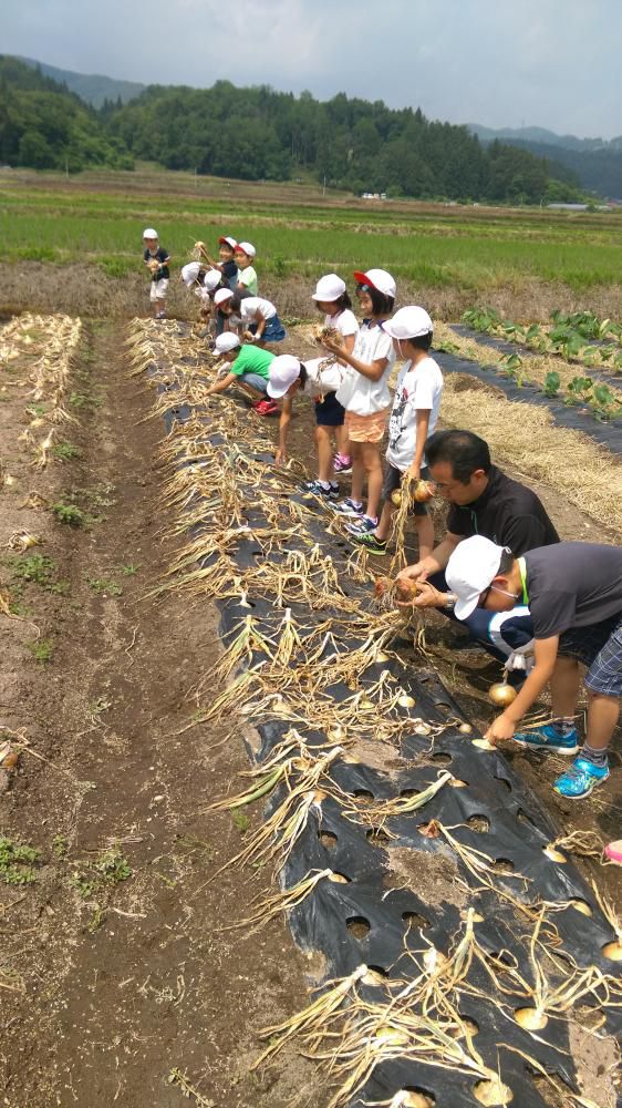 玉ねぎ収穫体験！村木沢小学校3年生！