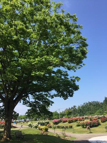 6月14日　東沢バラ公園開花状況