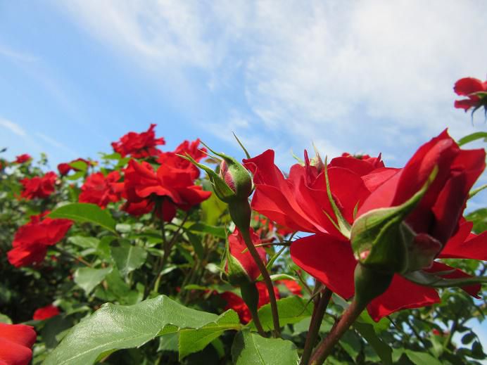 6月9日　東沢バラ公園開花状況