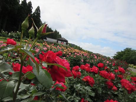 6月13日　東沢バラ公園バラの開花状況