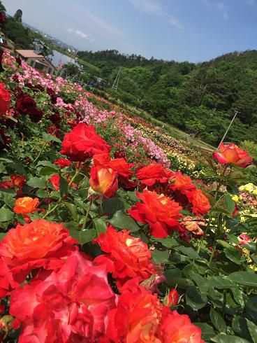 6月14日　東沢バラ公園開花状況