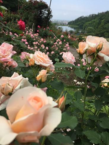 6月15日　東沢バラ公園開花状況