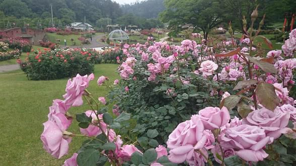 6月16日　東沢バラ公園開花状況