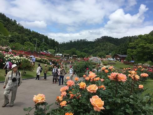 6月17日　東沢バラ公園開花状況