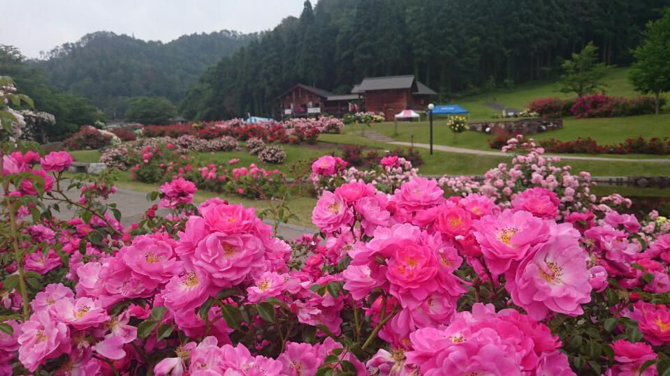 6月22日　東沢バラ公園開花状況