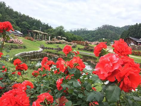 6月23日　東沢バラ公園開花状況