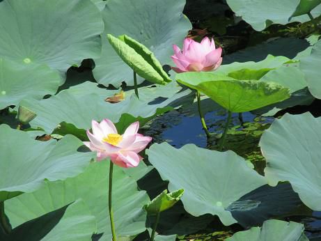 湯沢沼の蓮の花が満開です