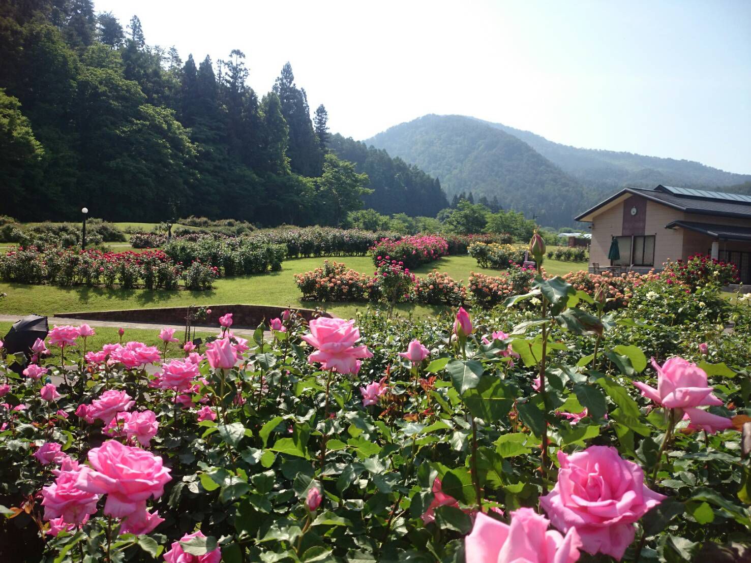 東沢バラ公園のバラ開花状況