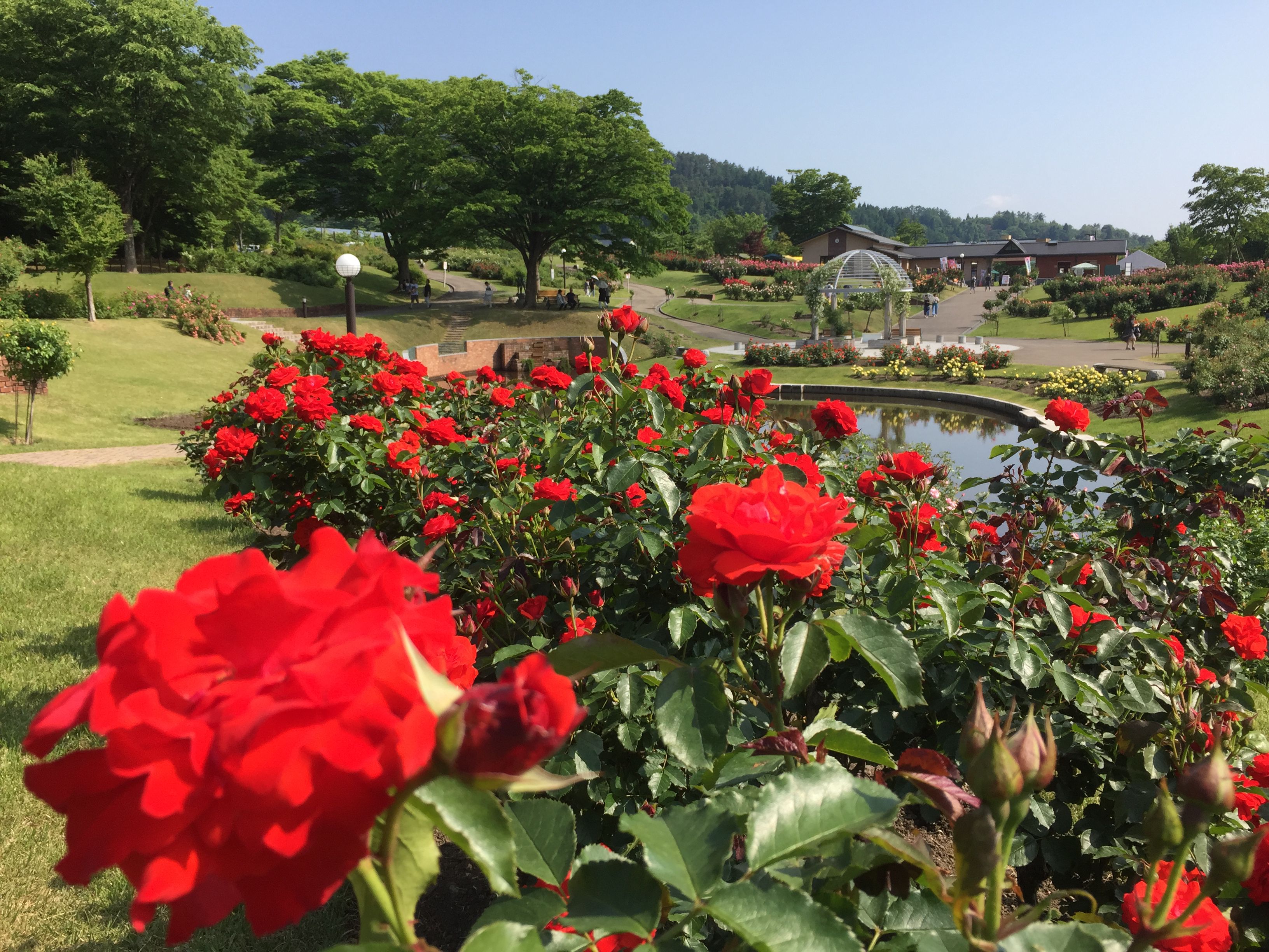 東沢バラ公園開花状況